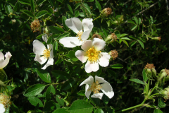 Rosa-canina