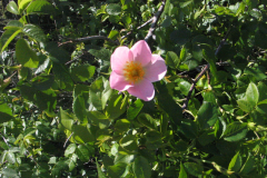 Rosa-pouzinii