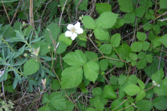 Rubus-caesius1