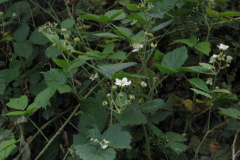 Rubus-ulmifolius