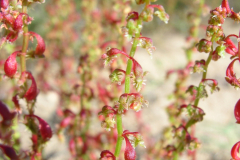 Rumex-gallicus