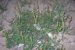 Rumex-roseus-1