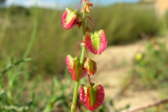 Rumex-roseus-2