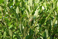 Salix-atrocinerea