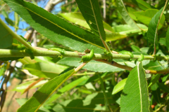 Salix-triandra