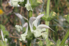 Salvia-aethiopis