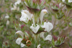 Salvia-argentea