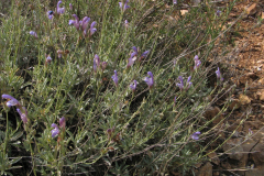 Salvia-lavandulifolia