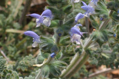 Salvia-verbenaca-1