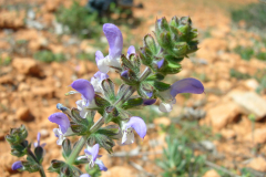 Salvia-verbenaca-2