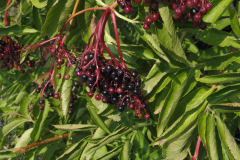 Sambucus-nigra