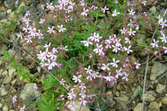 Saponaria-ocymoides-2