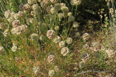 Scabiosa-stellata