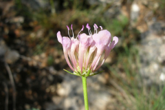 Scabiosa-turolensis-flor