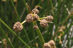 Scirpus-holoschoenus