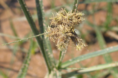 Scirpus-maritimus