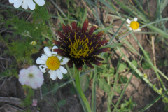 Scorzonera-graminifolium