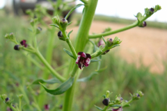 Scrophularia-canina