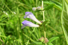 Scutellaria-galericulata