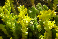 Sedum-acre