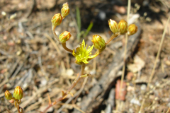 Sedum-amplexicaule