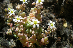 Sedum-dasyphyllum-1