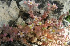 Sedum-dasyphyllum-2