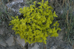 Sedum_acre