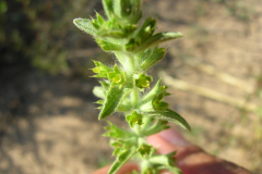 Sideritis-ebracteata