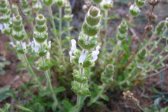 Sideritis-hirsuta