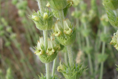 Sideritis-tragoriganum2