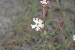 Silene-legionensis