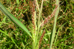 Sorghum-halepense