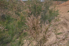 Tamarix_canariensis