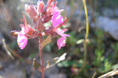 Teucrium-chamaedrys-1