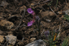 Teucrium-chamaedrys-2