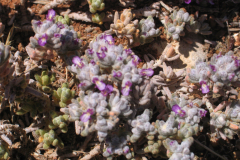 Teucrium-gnaphalodes