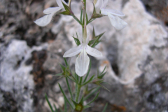 Teucrium-pseudochamaepitys