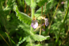 Teucrium-scordioides