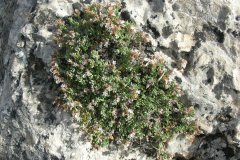 Teucrium-thymifolium-1
