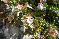 Teucrium-thymifolium2