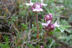 Thymus-bracteatus