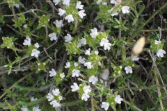 Thymus-lacaitae