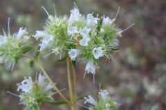 Thymus-mastichina