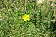 Tribulus-terrestris