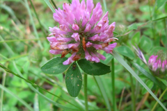 Trifolium-pratense