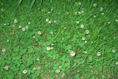 Trifolium-repens