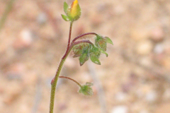 Tuberaria-guttata