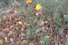 Tulipa-sylvestris