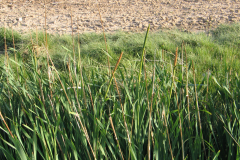 Typha-latifolia-1